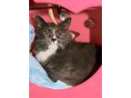 Adopt Fluff a Gray or Blue (Mostly) Domestic Mediumhair (medium coat) cat in