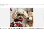 Adopt Mitzie a White Shih Tzu / Poodle (Standard) / Mixed dog in Carthage