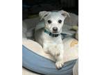 Adopt Ivan a White Terrier (Unknown Type, Small) / Mixed dog in San Juan