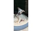 Adopt Brandley a White Terrier (Unknown Type, Small) / Mixed dog in San Juan