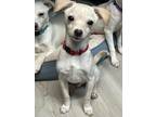 Adopt Collin a White Terrier (Unknown Type, Small) / Mixed dog in San Juan