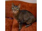 Adopt Tammy a Brown Tabby Domestic Shorthair (short coat) cat in Houston