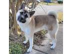 Adopt Cato a Tan/Yellow/Fawn - with Black Akita / Mixed dog in Chesapeake