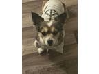Adopt Olenna a White - with Gray or Silver Corgi / Mixed dog in Knoxville