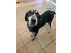 Adopt Annie a Bluetick Coonhound / Mixed dog in Marion, OH (40649993)