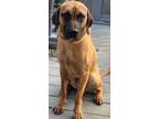 Adopt Tanner a Labrador Retriever / Black Mouth Cur / Mixed dog in Norwich