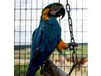 Adopt Yogi a Macaw bird in Elizabeth, CO (38701934)