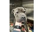 Adopt Grimm a Gray/Blue/Silver/Salt & Pepper Staffordshire Bull Terrier / Mixed