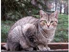 Adopt Preston Super Cuddly! a Tan or Fawn Tabby Domestic Shorthair (short coat)