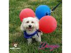 Adopt Doogie a White Poodle (Standard) / Coton de Tulear dog in Council Bluffs