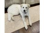 Adopt K2 a White - with Tan, Yellow or Fawn Great Pyrenees / Mixed dog in