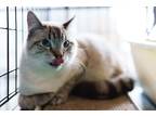Adopt Freckles a Tan or Fawn Siamese (medium coat) cat in Pasadena