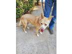 Adopt BUDDY YELLOW a Tan/Yellow/Fawn - with White German Shepherd Dog / Labrador