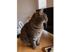 Adopt Janie a Gray, Blue or Silver Tabby Tabby (short coat) cat in Cornelius