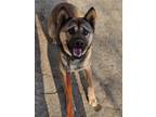 Adopt Jack a Tan/Yellow/Fawn - with Black Shiba Inu / Jindo / Mixed dog in