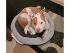 Adopt SARA a White - with Red, Golden, Orange or Chestnut American Pit Bull