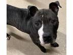 Adopt Nala a American Pit Bull Terrier / Mixed dog in Waverly, NY (40641527)