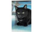 Adopt Sonya a All Black Domestic Shorthair / Mixed Breed (Medium) / Mixed (short