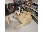 Adopt Fred a Gray/Blue/Silver/Salt & Pepper Husky / Great Pyrenees / Mixed dog