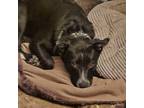 Adopt Emmy (Ember) a Black - with White Dutch Shepherd / Labrador Retriever /