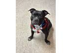 Adopt Prime a Black - with White American Staffordshire Terrier / Staffordshire
