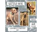Adopt Little One a Red/Golden/Orange/Chestnut Great Pyrenees / Labrador