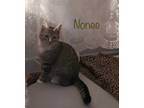Adopt Nonee a Brown Tabby Domestic Shorthair (short coat) cat in Asheville