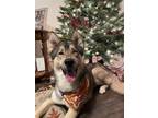 Adopt Jasper a Gray/Silver/Salt & Pepper - with Black Siberian Husky / Mixed dog