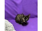 Adopt Kammi a Black (Mostly) Domestic Shorthair cat in Cedartown, GA (40092301)
