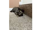 Adopt Mimosa/ MaiMai a Orange or Red Egyptian Mau / Mixed (medium coat) cat in