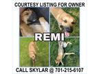 Adopt Remi - COURTESY LISTING a Tan/Yellow/Fawn - with Black Labrador Retriever