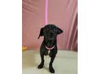 Adopt Tania a Black - with White Pug / Feist / Mixed dog in Carlsbad