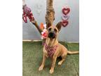 Adopt Nala a Brown/Chocolate German Shepherd Dog / Belgian Malinois / Mixed dog