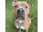 Adopt Hash a Brown/Chocolate - with White Pit Bull Terrier / Mixed Breed (Large)