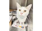 Adopt Levi a White Domestic Shorthair / Mixed Breed (Medium) / Mixed (short
