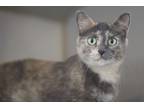 Adopt Swan a Gray or Blue Domestic Shorthair / Mixed Breed (Medium) / Mixed