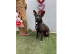 Adopt Azura a Black - with White Australian Kelpie / Feist / Mixed dog in