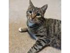 Adopt Gloria $50 a Gray, Blue or Silver Tabby Domestic Shorthair (short coat)