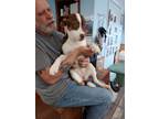 Adopt Maple a Red/Golden/Orange/Chestnut - with White Blue Heeler / Beagle /