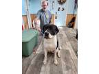 Adopt Mickey a Black - with White Black Mouth Cur / Foxhound / Mixed dog in