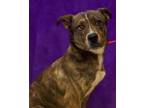 Adopt Oso a Brindle - with White Husky / Mixed dog in Loudon, TN (40655265)