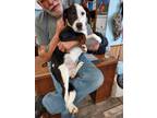 Adopt Domino a Tricolor (Tan/Brown & Black & White) Beagle / Blue Heeler / Mixed