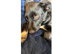 Adopt Winston a Black Labrador Retriever / Dachshund / Mixed dog in Chula Vista