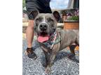 Adopt Tabby a Brindle - with White Pit Bull Terrier / Mixed dog in Harrisburg