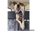 Adopt Randy a White - with Red, Golden, Orange or Chestnut Australian Cattle Dog