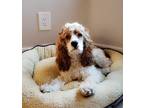 Adopt Charlie a Brown/Chocolate - with Tan Cocker Spaniel / Mixed dog in Corona