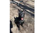 Adopt Luna a German Shepherd Dog / Mixed dog in Walden, NY (40653930)