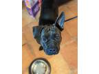Adopt Huggie a Staffordshire Bull Terrier / Pit Bull Terrier dog in Mission