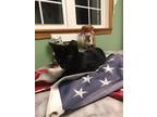 Adopt Bumble Bee a Black (Mostly) Domestic Shorthair (short coat) cat in Painted