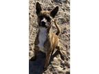 Adopt Zooma a Brindle - with White Basenji / Mixed dog in Freehold